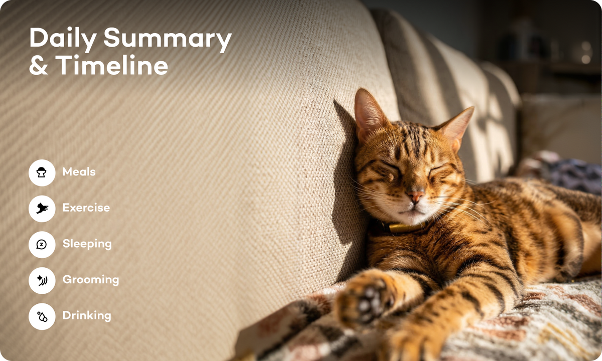 Smart Collar – Catlog