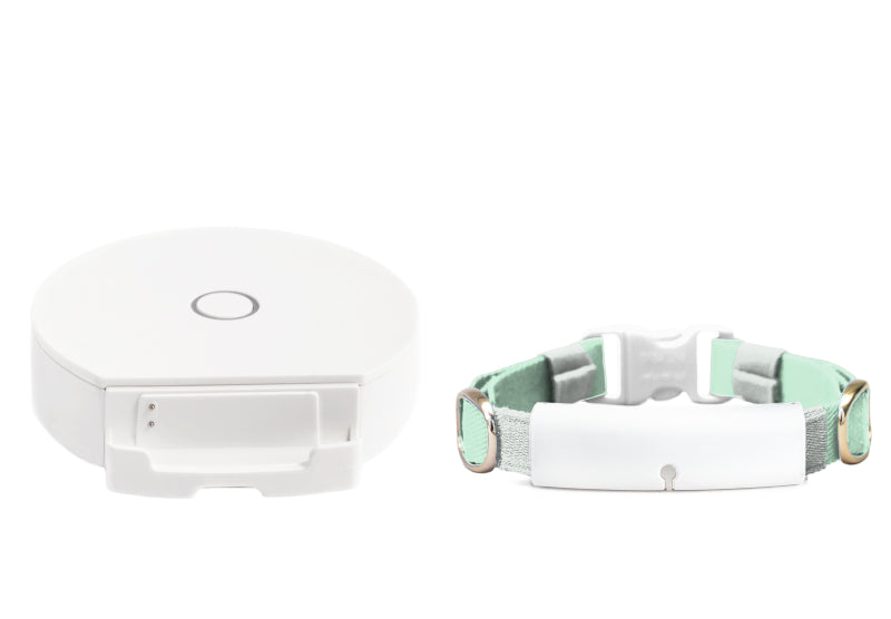 White x Mint Green
