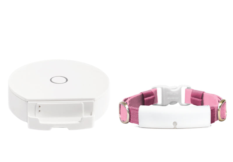 White x Rose Pink