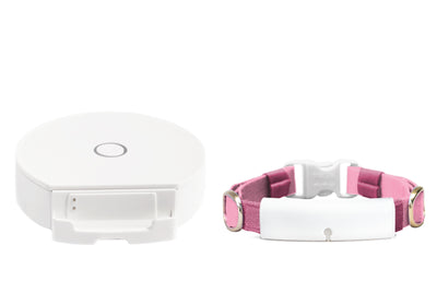 White × Rose Pink